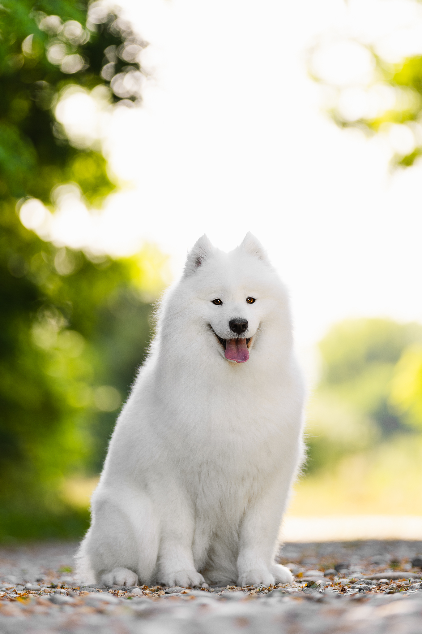 Samoyede (chien blanc poilu) assis au milieu d'un chemin entourré d'arbres verts